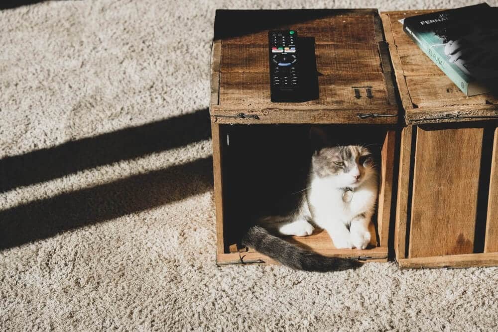 chat caché dans une caisse en bois
