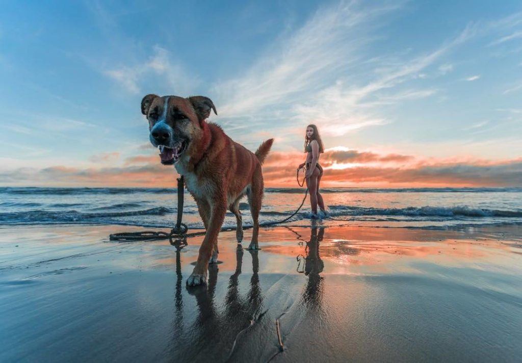 jeune femme promenant un chien à la plage au coucher de soleil