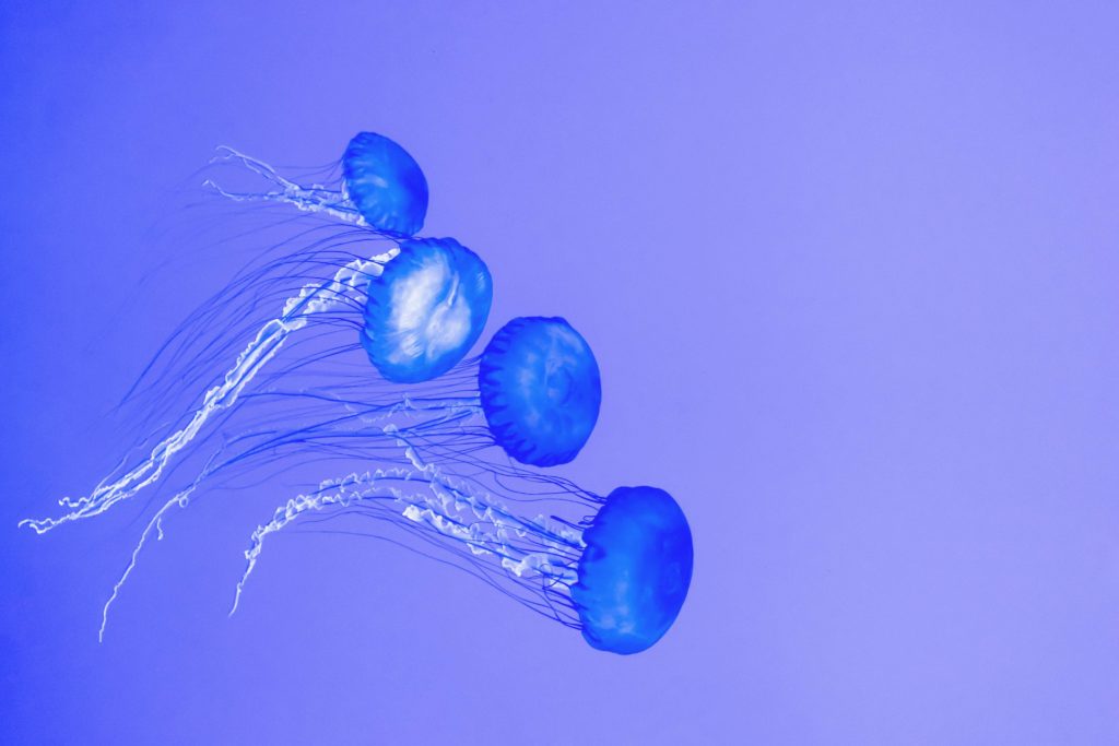 méduses bleues dans l'eau